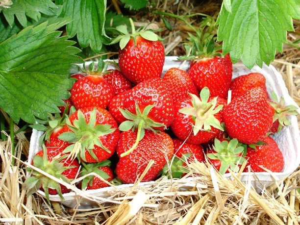 Frische Erdbeeren vom Feld