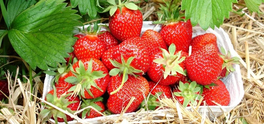 Frische Erdbeeren vom Feld