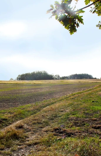 Weinberg/Sorgenpfuhl