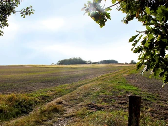 Station 6: Weinberg/ Sorgenpfuhl
