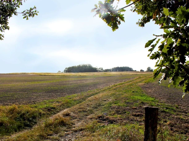 Station 6: Weinberg/ Sorgenpfuhl
