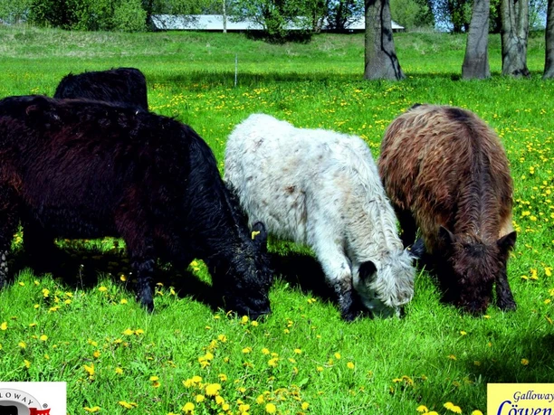 Galloway Löwenbruch: Galloways 3 Farben
