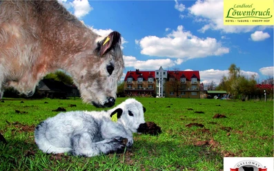 Galloway Löwenbruch: Blick von der Weide mit Galloway Kuh und Kalb zum Landhotel Löwenbruch