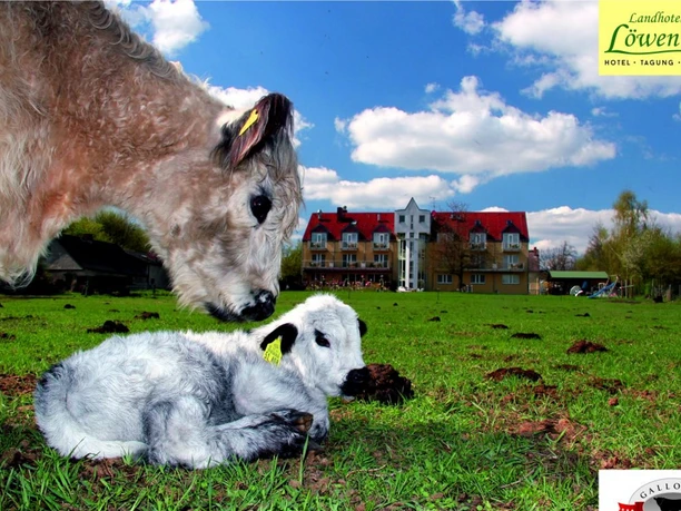 Galloway Löwenbruch: Blick von der Weide mit Galloway Kuh und Kalb zum Landhotel Löwenbruch