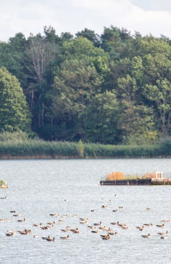 Birdwatching an den Altfriedländer Teichen