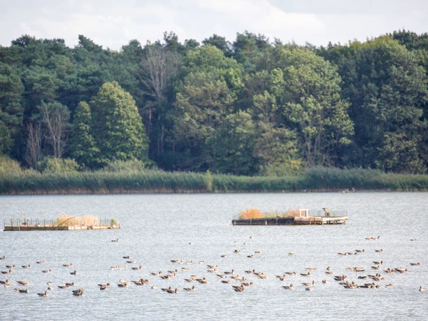 Birdwatching an den Altfriedländer Teichen