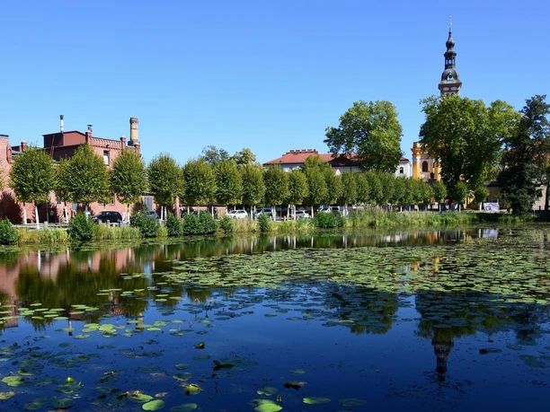 Birdwatching an der Oder bei Neuzelle