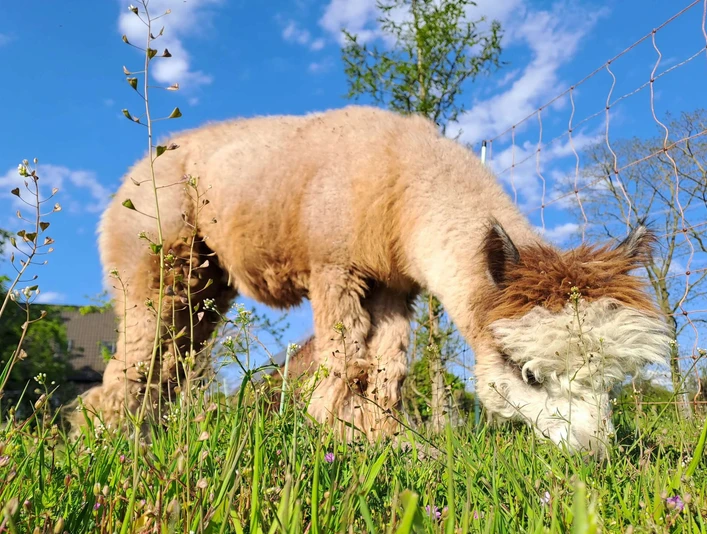 Alpaka auf einer Wiese