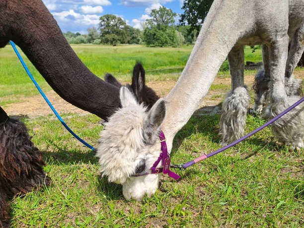 Alpakas grasen auf einer Wiese