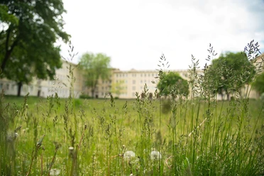 Wiese in Eisenhüttenstadt