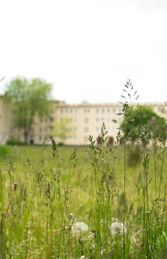 Wiese in Eisenhüttenstadt