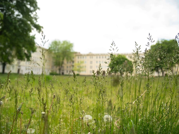 Wiese in Eisenhüttenstadt