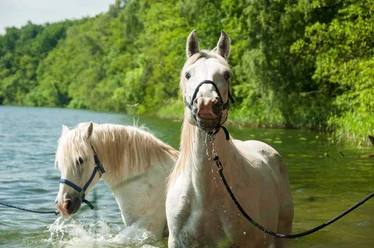 Pferde des Camargue-Pferde-Hof Wesendahl