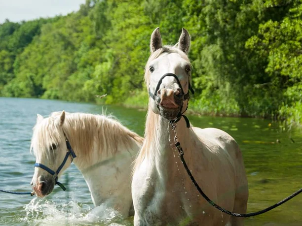 Pferde des Camargue-Pferde-Hof Wesendahl
