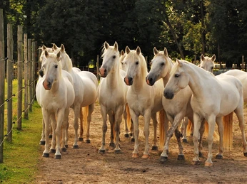 Pferde auf dem Camargue-Pferde-Hof Wesendahl