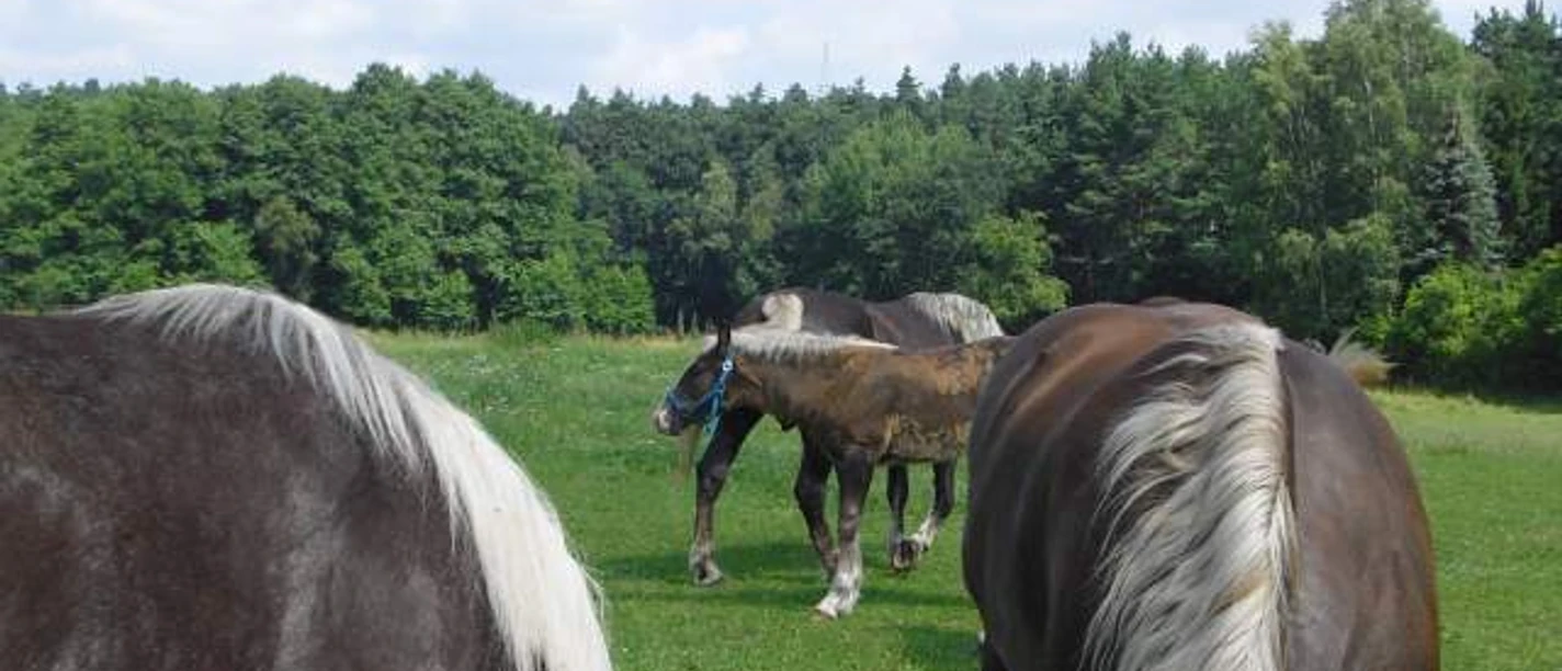 Kutsch- und Kremserfahrten Zander
