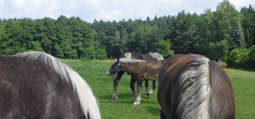 Kutsch- und Kremserfahrten Zander