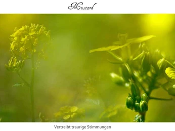 Bild der Senfpflanze