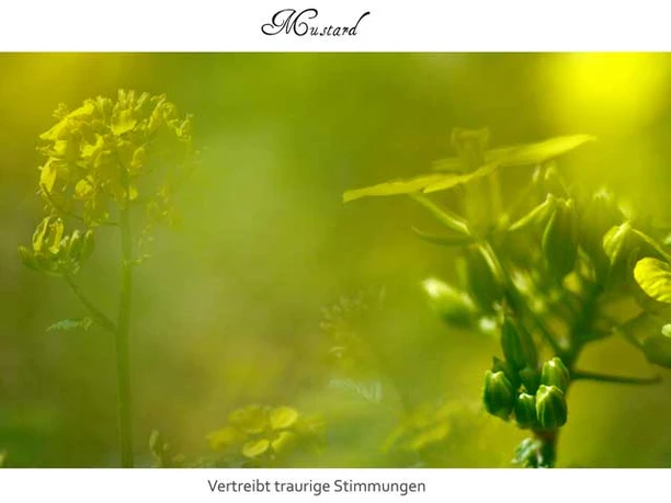 Bild der Senfpflanze