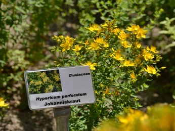 Johanniskraut Apothekergarten Milow