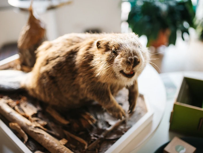 Naturparkzentrum Westhavelland Biber