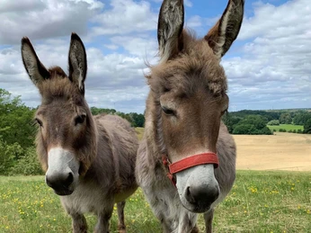 Esel aus dem Haustiergarten an den Oderhängen