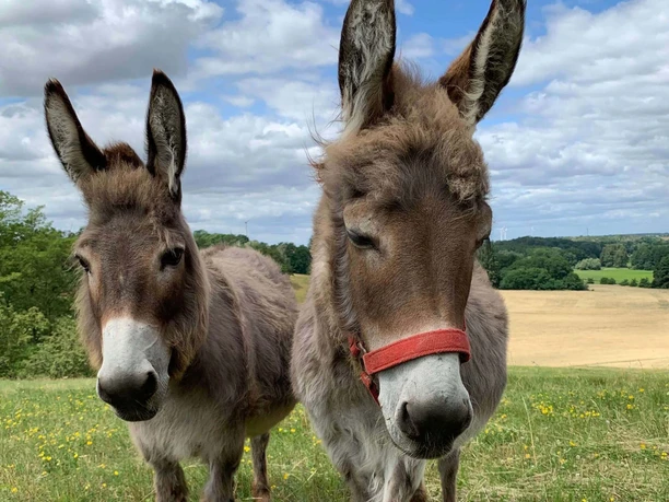 Esel aus dem Haustiergarten an den Oderhängen
