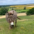 Esel aus dem Haustiergarten an den Oderhängen