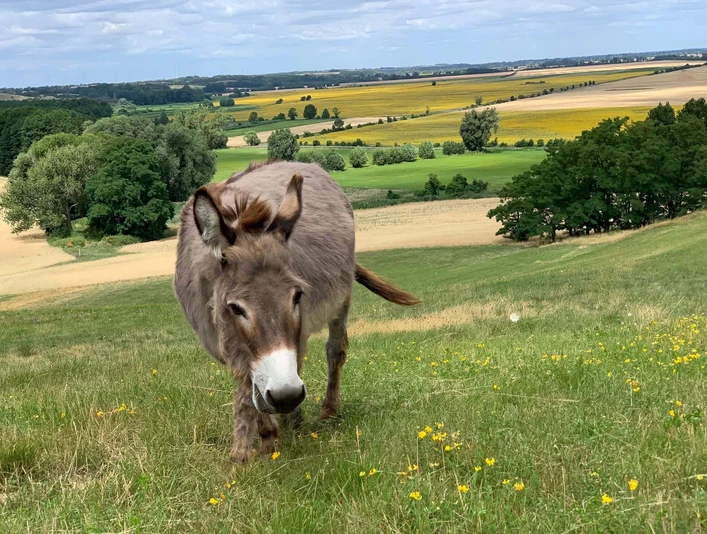 Esel aus dem Haustiergarten an den Oderhängen