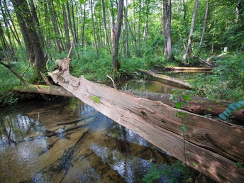 Im Stobbertal in der Märkischen Schweiz