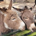 Esel-Trio im Tiergehege Eisenhüttenstadt