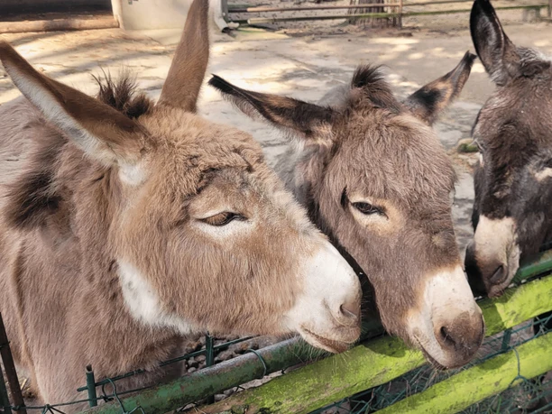 Esel-Trio im Tiergehege Eisenhüttenstadt