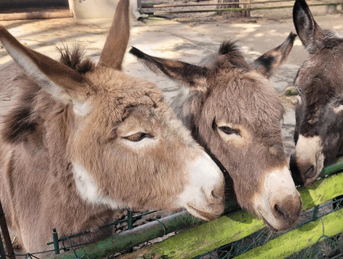 Esel-Trio im Tiergehege Eisenhüttenstadt