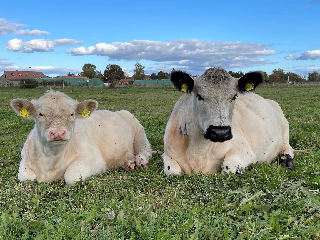 Knut und Pauline vom Elfenhof