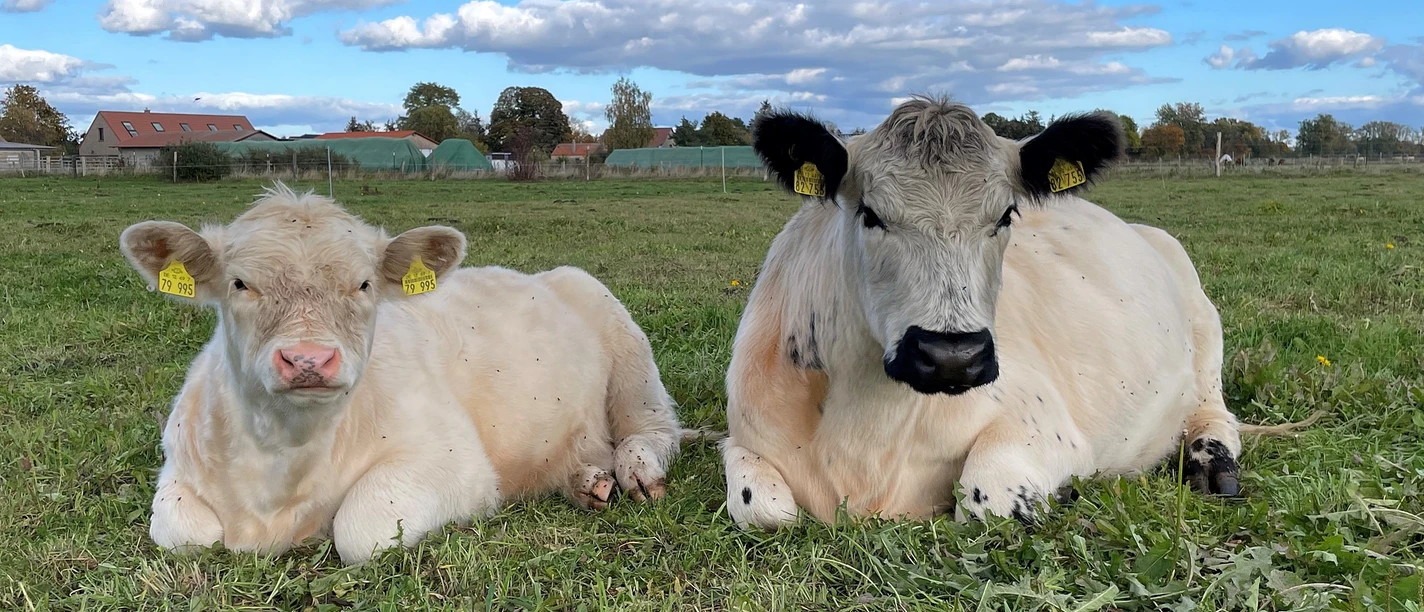Knut und Pauline vom Elfenhof