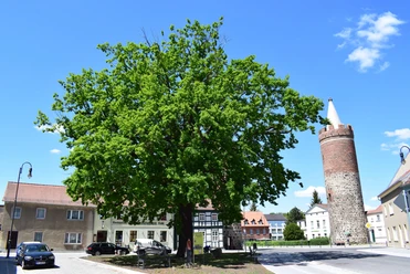 Heilig-Geist-Platz in Jüterbog mit der Luthereiche