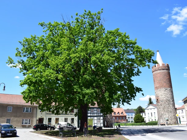 Heilig-Geist-Platz in Jüterbog mit der Luthereiche