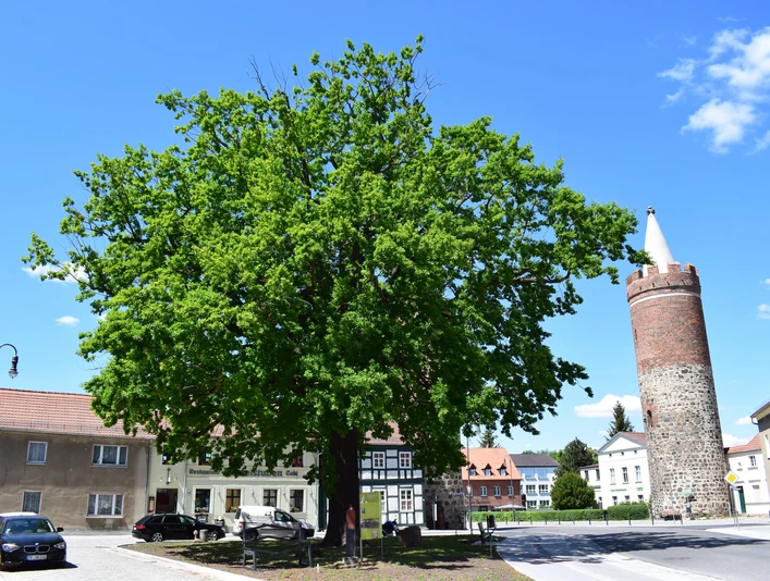 Heilig-Geist-Platz in Jüterbog mit der Luthereiche