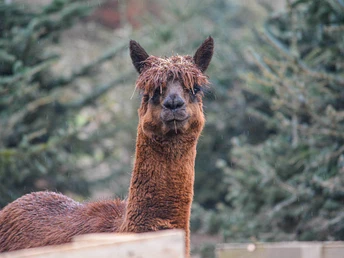 Werderaner Tannenhof Alpaka