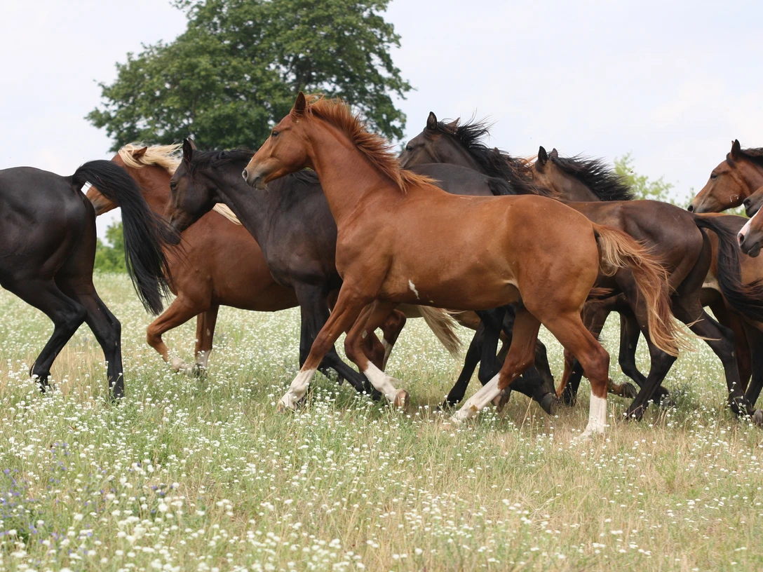 Pferde im Seenland Oder-Spree