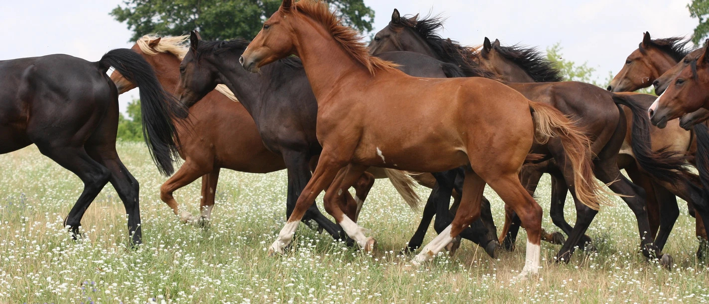 Pferde im Seenland Oder-Spree