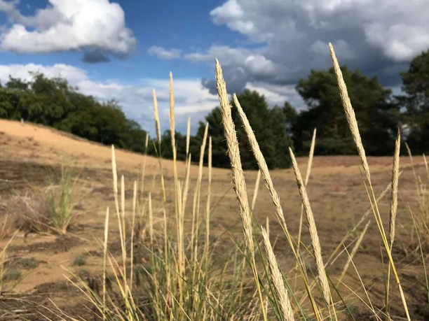 Binnendüne Waltersberge