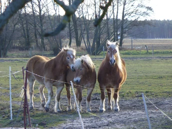Pferde auf der Koppel