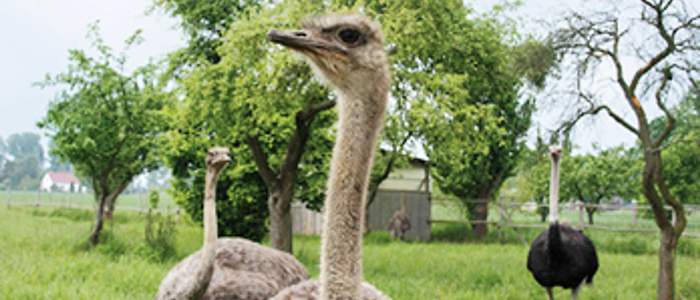 Straußenhof Weideblick