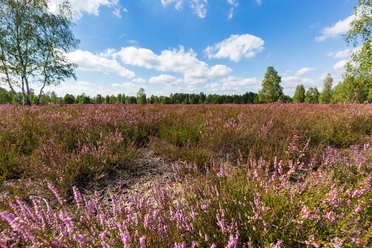 Birdwatching an der Reicherskreuzer Heide
