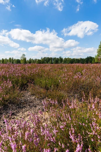 Birdwatching an der Reicherskreuzer Heide