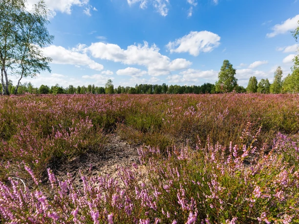 Birdwatching an der Reicherskreuzer Heide