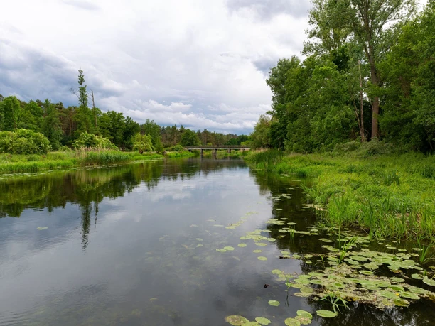 Birdwatching an der Spree bei Mönchwinkel