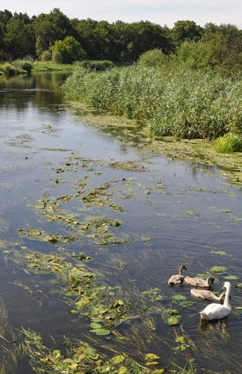 Birdwatching an der Spree bei Mönchwinkel