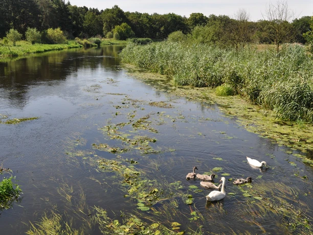 Birdwatching an der Spree bei Mönchwinkel